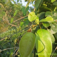 Terminalia chebula Retz.